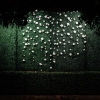 Boxwood Hedge - Image 3